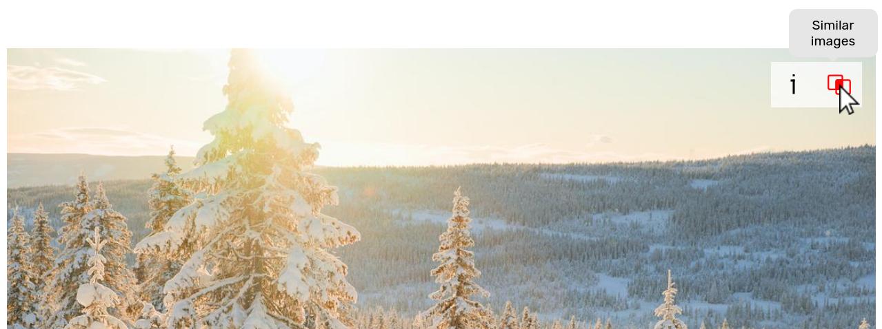 Similar Images button shown on an image